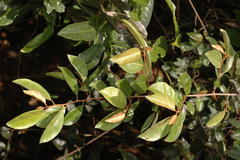 Elaeagnus latifolia